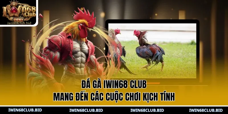 Đá gà IWIN68 Club mang đến các cuộc chơi kịch tính